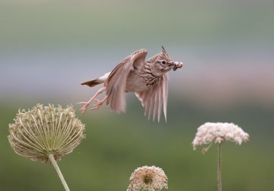 Crested Lark