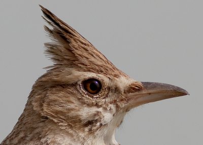 Crested Lark