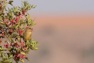 Greenfinch