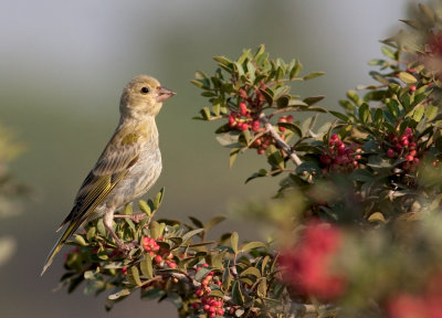 Greenfinch