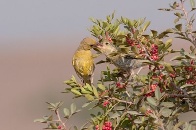 Greenfinch