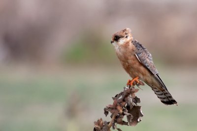  Red footed Falcon (female)