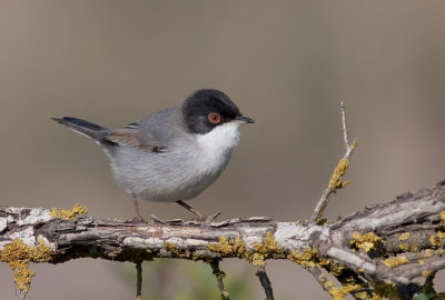 Sardinian Warbler