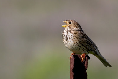 Corn Bunting