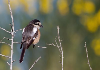 Masked Shrike