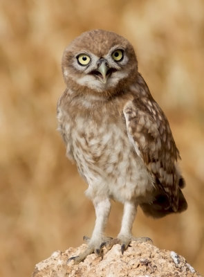 Little Owl