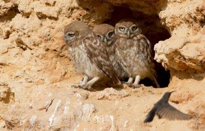 Little Owls +