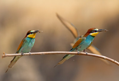 Bee Eaters