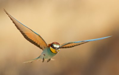 Bee Eater