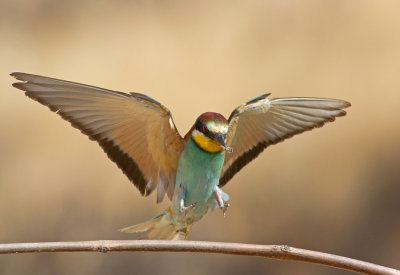 Bee Eater