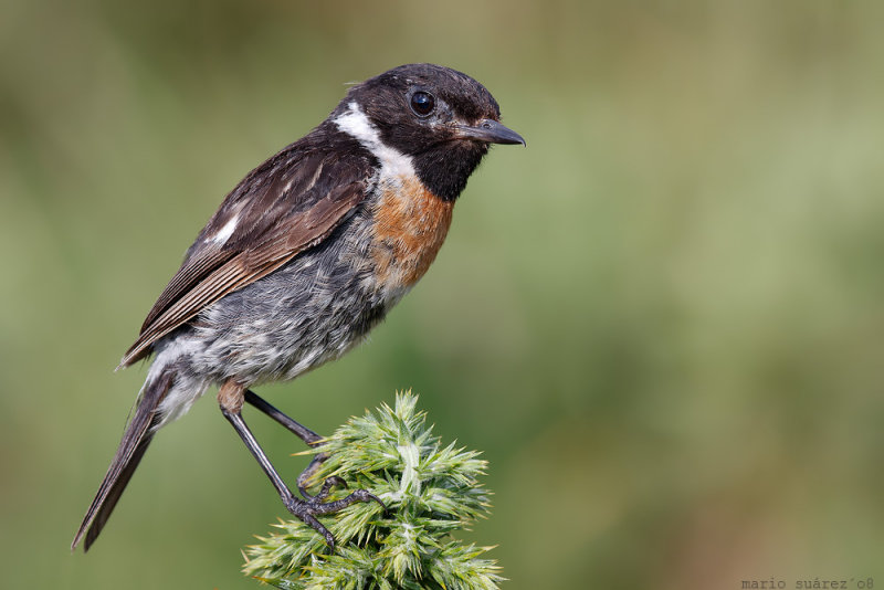 Stonechat looking at me.