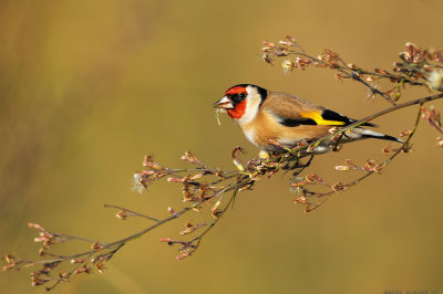 The Goldfinch and the gravity.