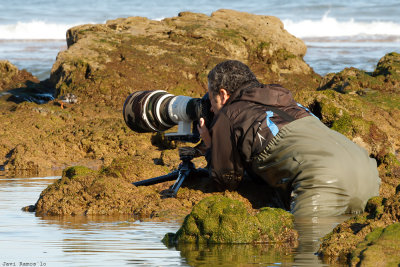 Waiting for the turnstone.