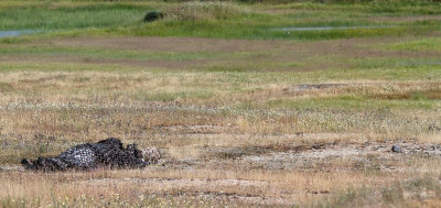 Photographing the Charadrius dubius.