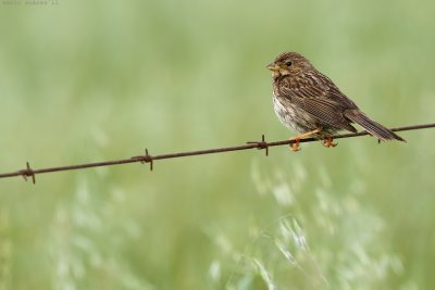 Bird on the wire.