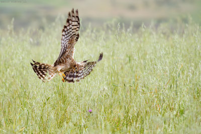 Heading the nest V.