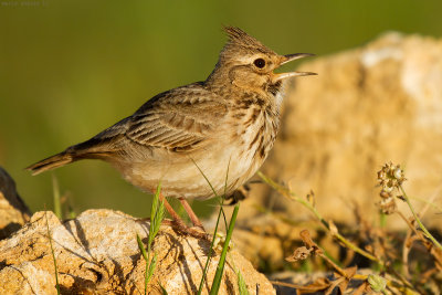 Singing.