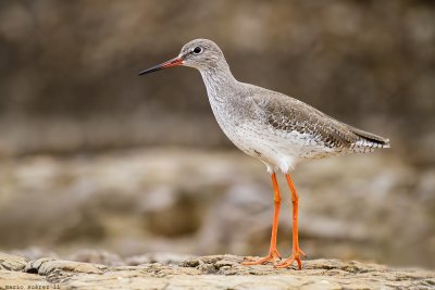 Orange legs.