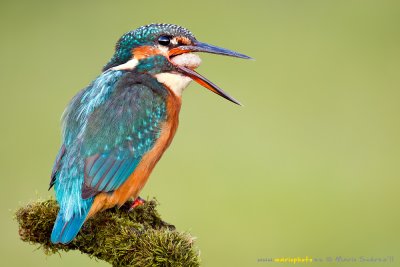 alcedo_atthis