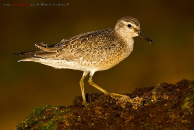 calidris_canutus