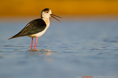 himantopus_himantopus