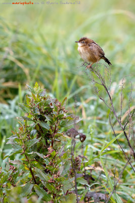 The female in winter.