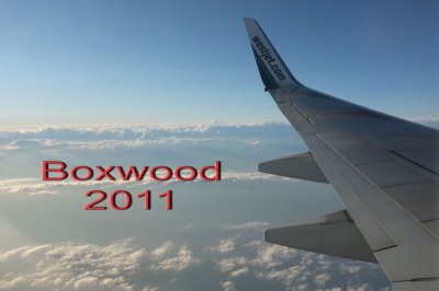 boxwood_2011