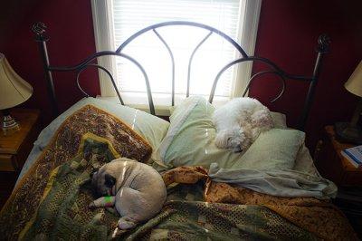 The dogs on the bed this morning. When I came home for lunch, they were still there. 