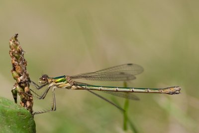 Emerald Damselfly