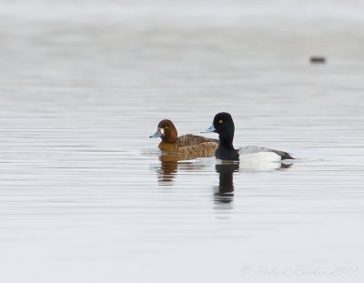 Ringneck Duck