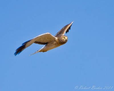 Northern Harrier