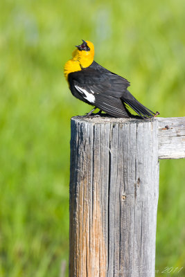 Yellow Headed Blackbird male