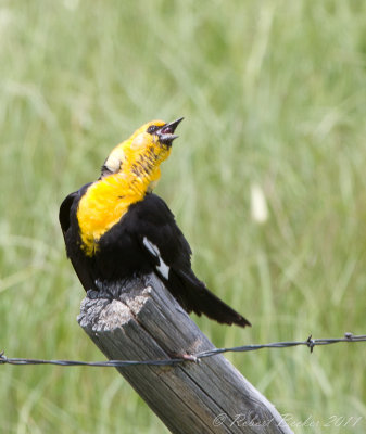 Yellow Headed Blackbird male