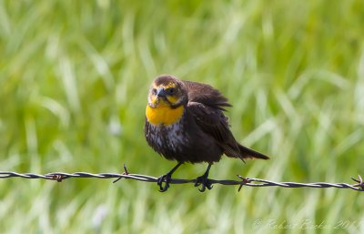 Yellow Headed Blackbird female