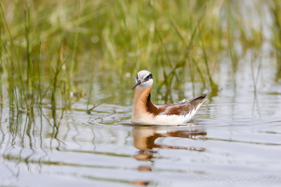 Wilsons Phalarope