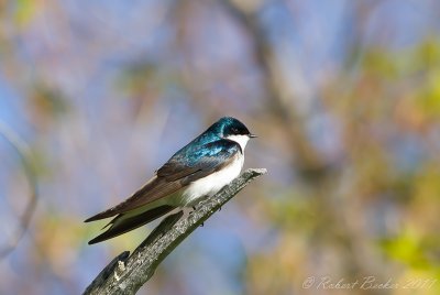 Tree Swallow