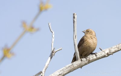 Brown Headed Cowbird female