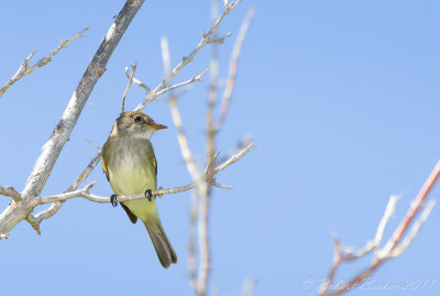 Vireo