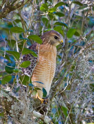 Red Shouldered Hawk