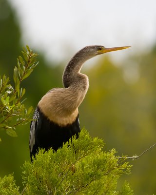 Anhinga