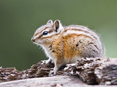 Red Tailed Chipmunk