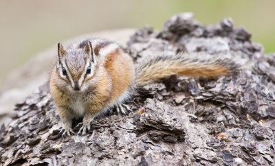Red Tailed Chipmunk