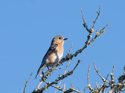 Eastern Bluebird female