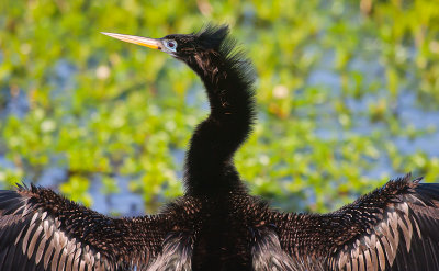 Anhinga