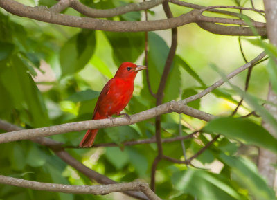 Summer Tanager