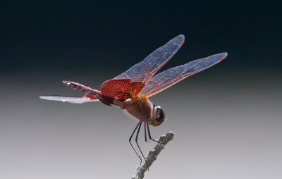 Red Saddlebags