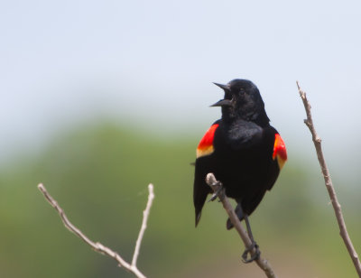 Red Winged Blackbird