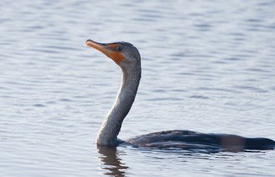 Double Crested Cormorant