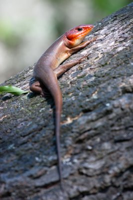 Broadhead Skink