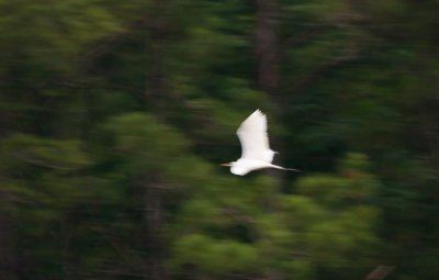 Blurred Egret